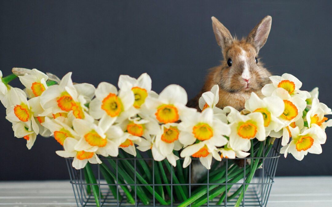 Joyeuses Pâques !