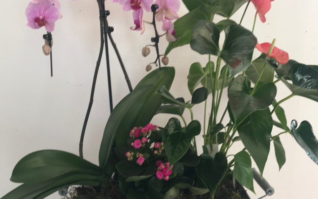 Coupes de plantes