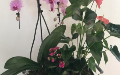 Coupes de plantes