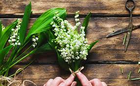 Muguet Porte Bonheur